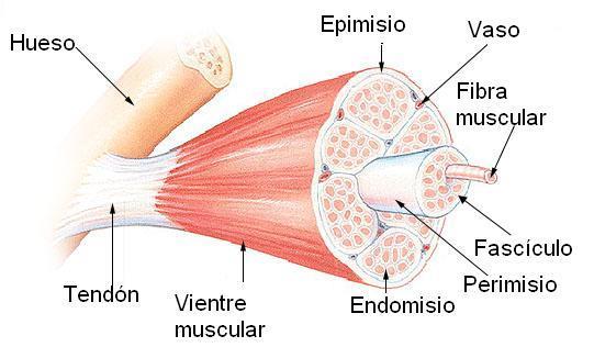 3 MÚSCULOS ESQUELÉTICOS Los músculos esqueléticos, situados entre el tejido adiposo subcutáneo y los huesos, se fijan a estos últimos, permitiéndonos mantener la postura corporal y ejecutar infinidad