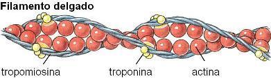 Los filamentos gruesos están formados por miosina II. En los filamentos delgados hay microfilamentos de actina, y otras dos proteínas: tropomiosina y troponina.