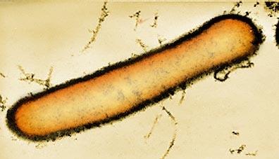 Paenibacillus Dominio: Bacteria Phylum: Firmicutes Clase: Bacilli