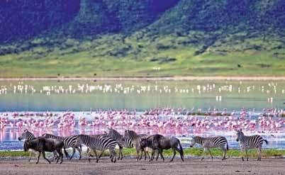 SALIDAS Lunes (SERENA): Continuación a Lago Manyara y almuerzo. Por la tarde, safari en el Parque Nacional del Lago Manyara. Cena y alojamiento en el lodge para ambos itinerarios.