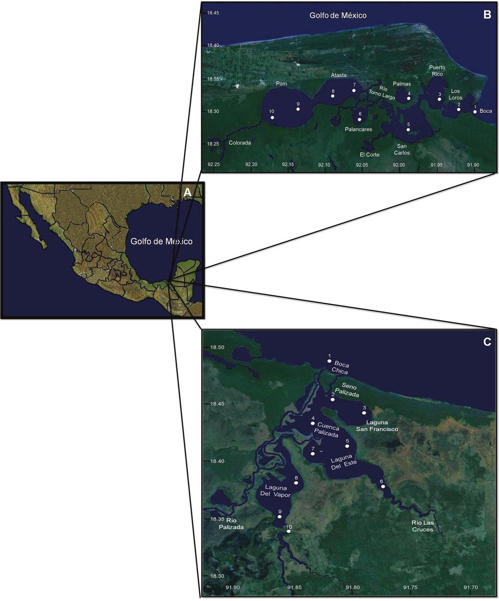 Composición fitoplanctónica en los sistemas fluvio-lagunares pom-atasta y palizada del este, adyacentes a la laguna de Términos Campeche, México Figura 1.