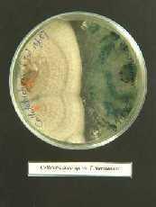 Detención del crecimiento de micelio de Colletotrichum sp.