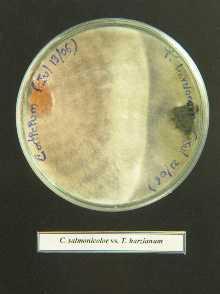 Figura 4. Detención del crecimiento de micelio de Corticium salmonicolor por la presencia de T. harzianum Figura 5. Detención del crecimiento de micelio de Rhizoctonia solani por la presencia de T.