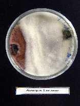 hongos patógenos, esporulando sobre ellos. La Figura 7, muestra la esporulación de T. harzianum (TRICHO-D) sobre Colletotrichum sp.