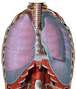 Neúmotorax Neúmotorax. Es el colapso pulmonar debido a entrada de aire en el espacio pleural y pérdida de la presión negativa intrapleural.