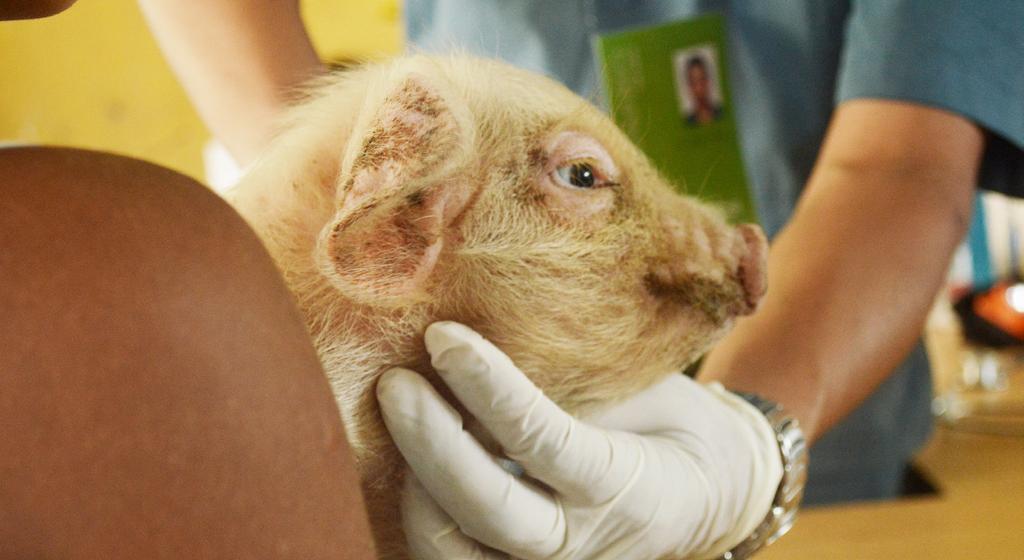 PROTECCIÓN ANIMAL ECUADOR Cuadro de atención veterinaria en porcinos por seo y edad PORCINOS Edad 1 2 año 2 3 4 SUBTOTAL: machos 2; hembras 2. TOTAL: 4 porcinos tratados 10.