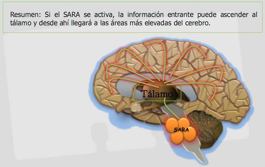 Para aprender, un cerebro debe poner su atención en lo que se le presenta, la primera parte de una clase, exposición o charla, debe poseer ingredientes para despertar el SARA.