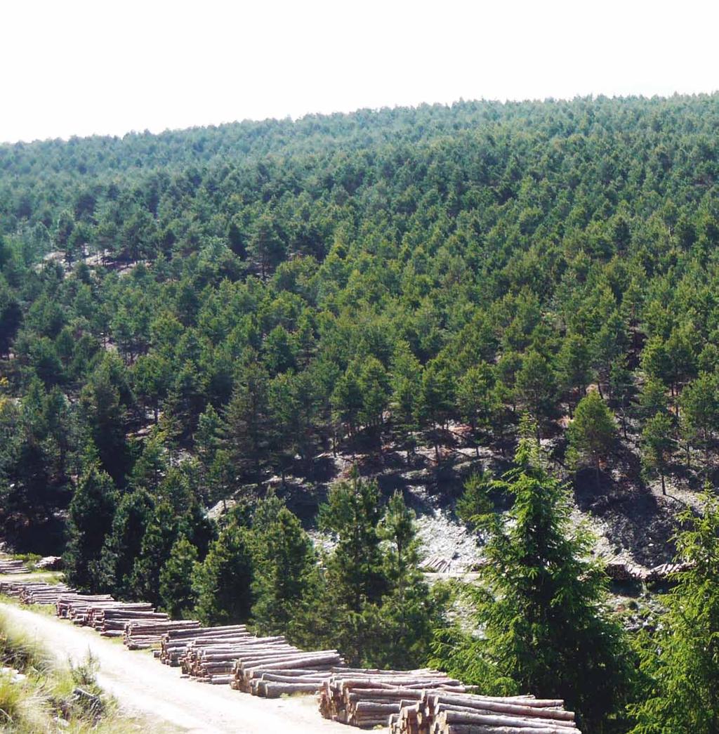 trabajos medioambientales Trabajos de Plantaciones Forestalesy tratamientos silvícolas preventivosen bosques. Trabajos de construcción, mejora y acondicionamiento de Caminos Forestales.