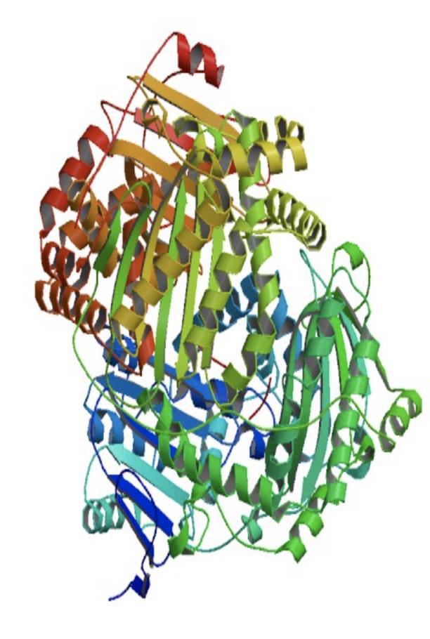 IAPP (amilina pancreática) Hormona neuroendocrina de 37 aminoácidos Co-secretada con la insulina (1:100) por las células β pancreáticas Viaja por el torrente sanguíneo a través de