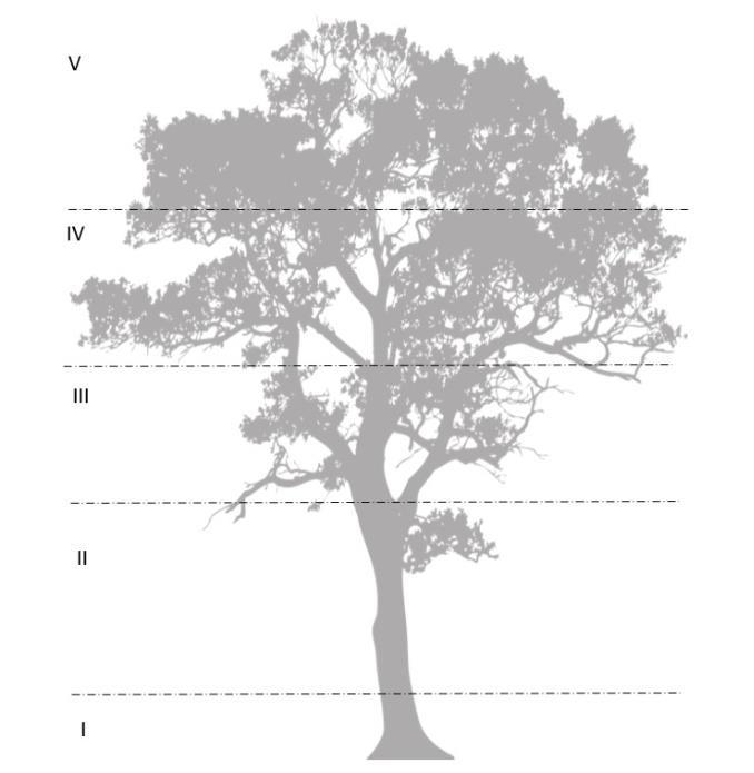 6.1.4 Distribución Vertical La zona II, fue donde mayor número de especies se encontraron concentrando el 29% de la muestra, la zona V, en las últimas ramificaciones presentó la menor concentración