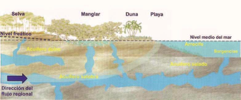 Figura 12.- Representación esquemática el flujo subterráneo del agua que caracteriza la zona costera del norte de Quintana Roo. Fuente: Juárez et al, 2006.