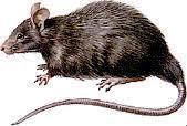 Rata Negra, de los tejados o de los barcos: (rattus rattus). Descripción: Esta rata tiene una coloración uniforme en el dorso y a los costados, generalmente negra a café tostado.