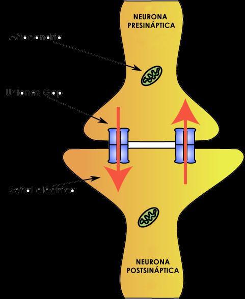 2) Tipo de sinapsis según la transmisión del impulso nervioso: a) Sinapsis eléctricas: en este tipo de sinapsis los procesos pre y post sináptico son continuos, ya que la hendidura sináptica es