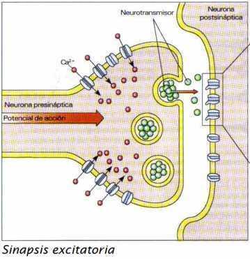 3) Según efecto en la célula postsináptica a) Sinapsis