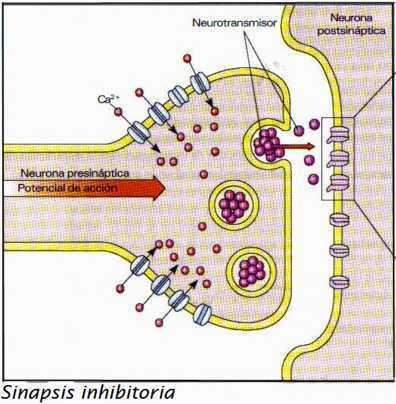 b) Sinapsis inhibitoria: El tipo de