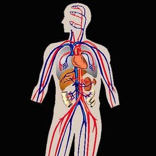 Funciones de la Sangre Distribución: transporta desde los pulmones hacia las células corporales, oxígeno y nutrientes.