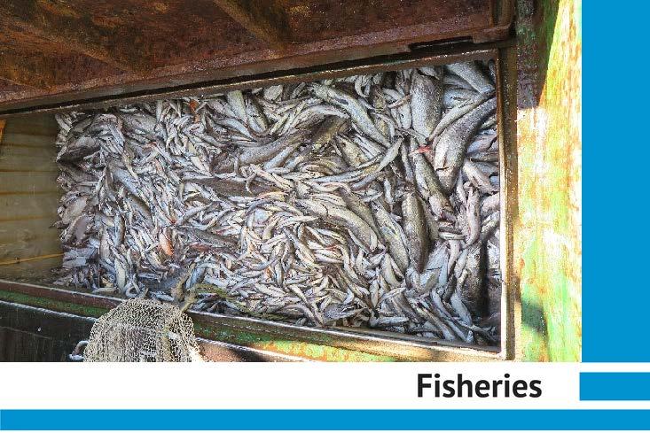 estrangulamiento en las pesquerías multiespecíficas y