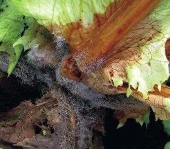 2.1.3. Pudrición gris La pudrición gris es causada por el hongo Botrytis cinerea, es una enfermedad capaz de infectar a las plantas desde almaciguera a cosecha.