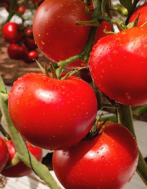 Tomates BOLA Forenza Planta vigorosa de tomate bola indeterminado, para invernaderos con o sin calefacción, ideal para ciclos largos de producción.
