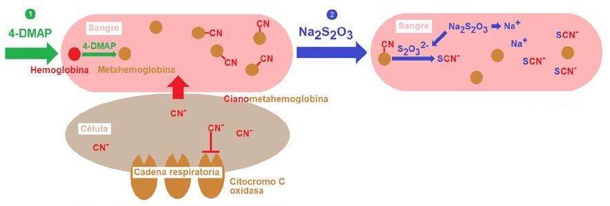 afinidad de cianuro por el Fe 3+. Así, el 4-DMAP y los nitritos oxidan la hemoglobina (Fe 2+ ) a metahemoglobina (Fe 3+ ), que tiene mayor afinidad por el cianuro que la hemoglobina.