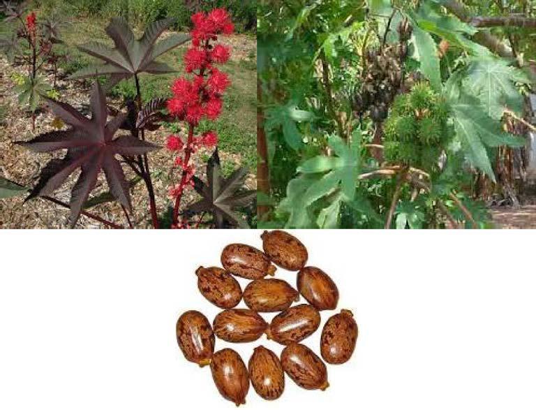 Figura 8.1: Ricinus communis, la planta del aceite de ricino, durante la floración (izquierda); formación de las semillas del ricino (derecha); semillas del ricino (abajo).