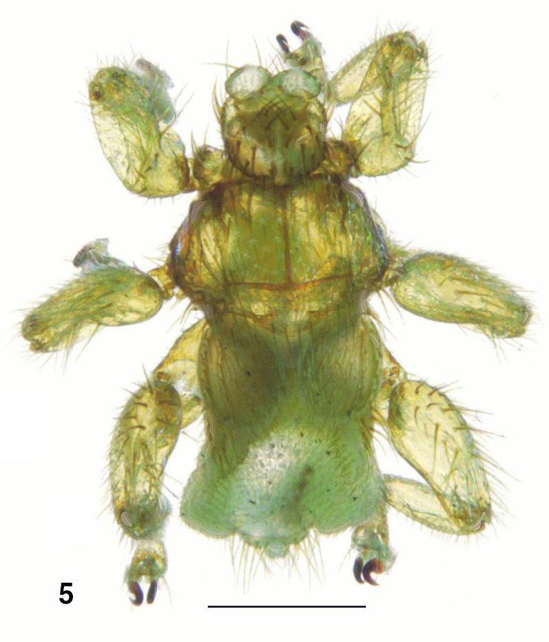 Revista de la Sociedad Entomológica Argentina 73 (1-2): 75-79, 2014 Fig. 5. Aspidoptera phyllostomatis, vista general dorsal. (Escala: 0,5 mm). zú Superior, 1 macho y 1 hembra sobre A.