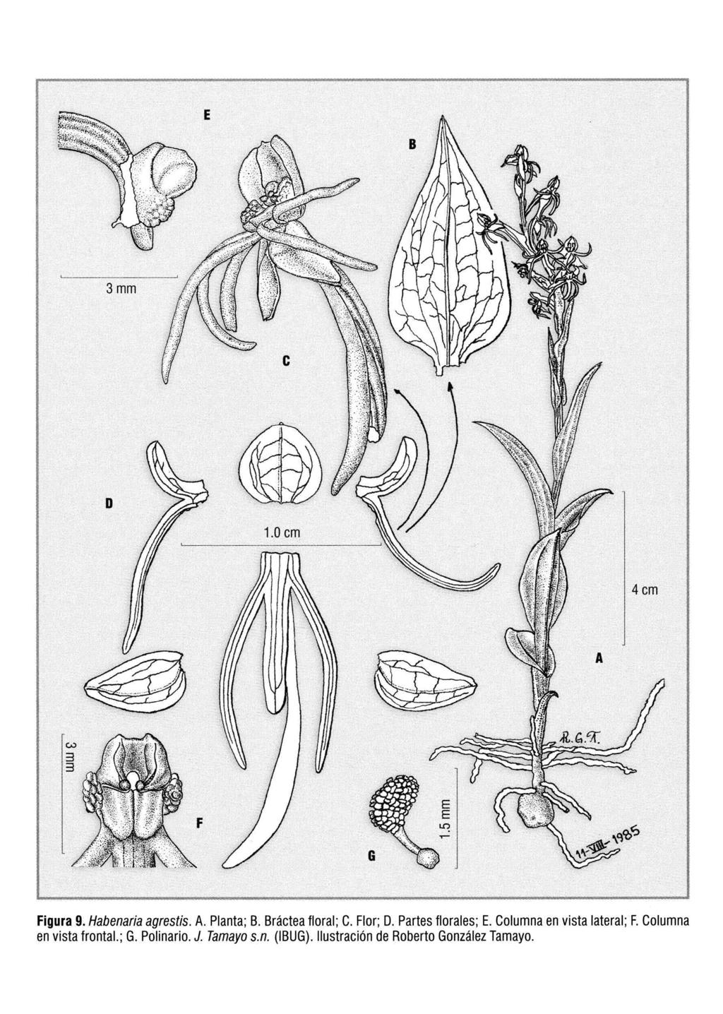 E 3mm 4cm A ~ E E. l!") '-.:"..,...: G ':.:. "" ";;:0' Figura 9. Habenaria agrestis. A. Planta; B. Bráctea floral; C. Flor; D.