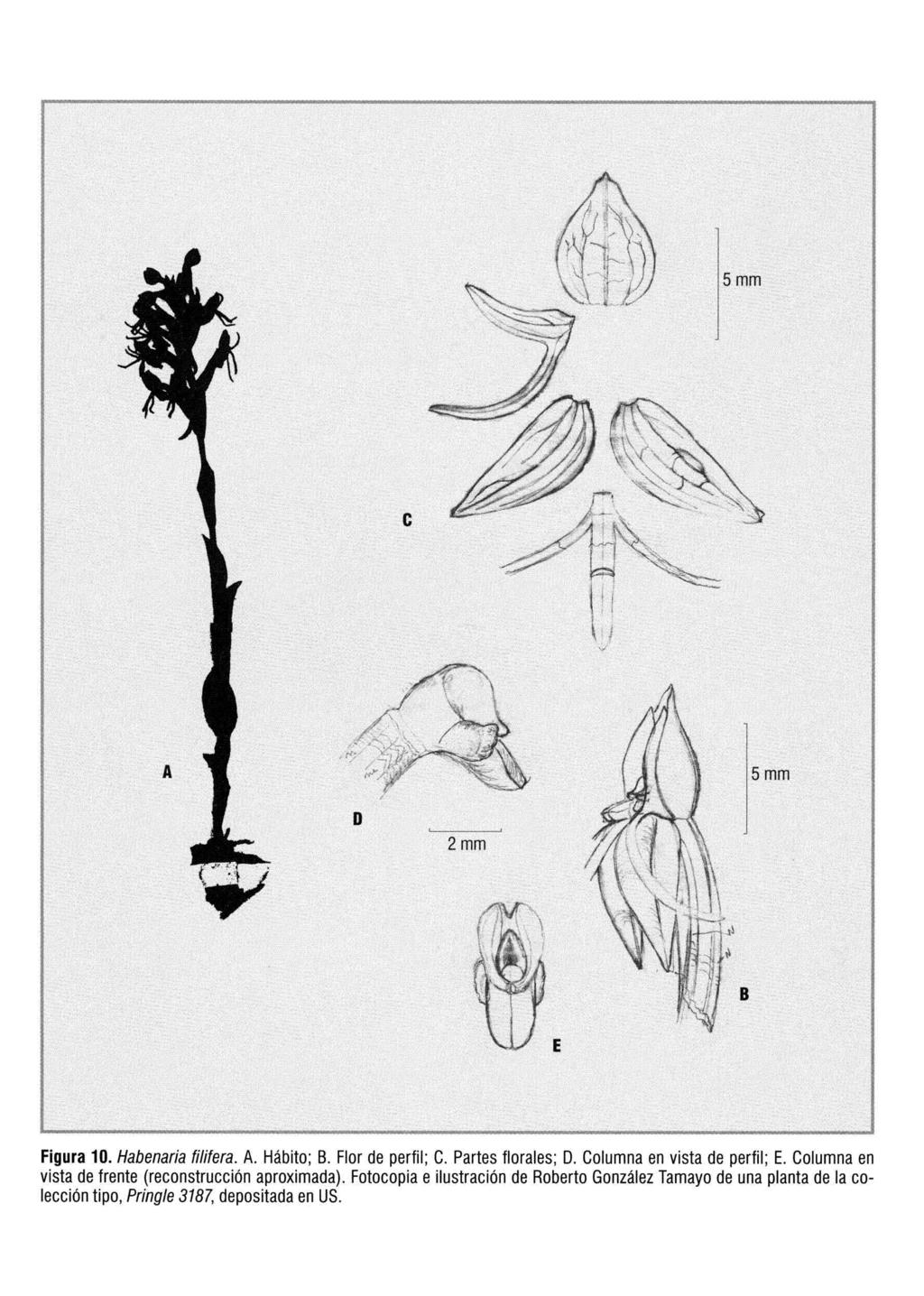 e A o 2mm 5mm E Figura 10. Habenaria filifera. A. Hábito; B. Flor de perfil; C. Partes florales; O. Columna en vista de perfil; E.