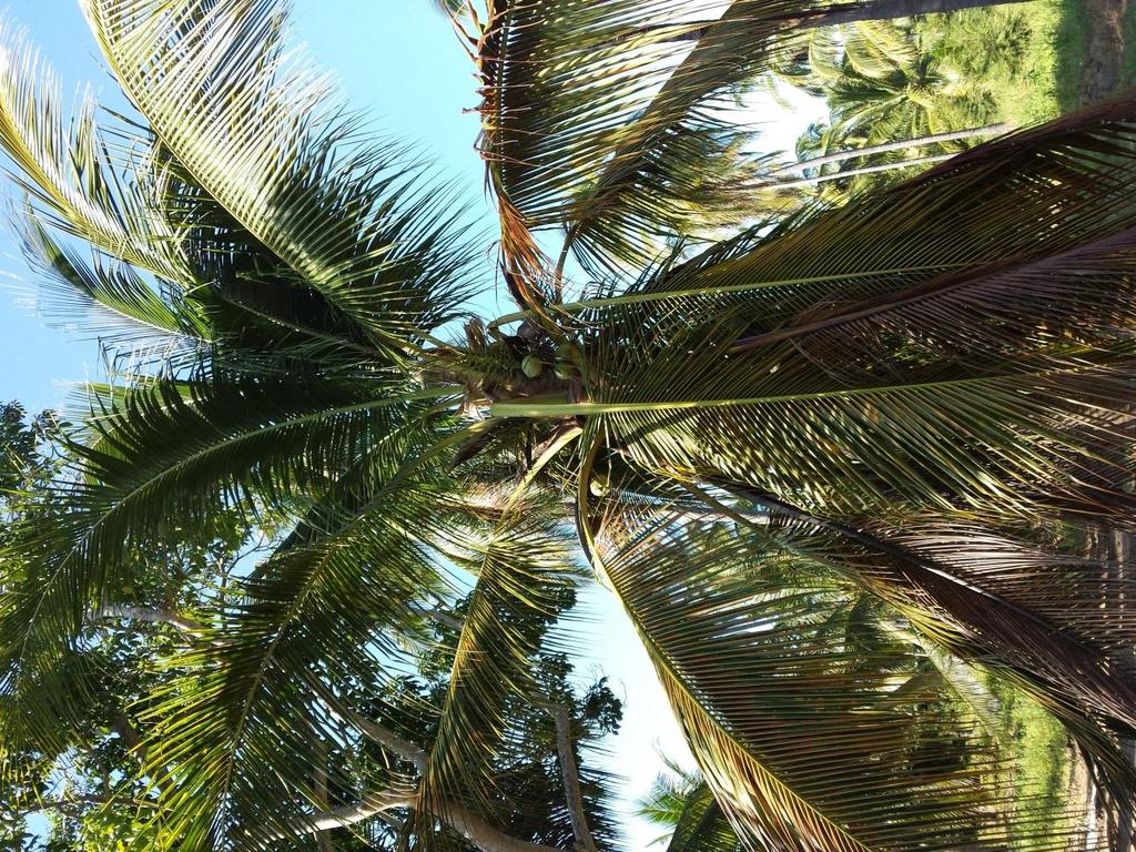 Esta palmera tiene más de 200 kilogramos de materia orgánica, y puede ser