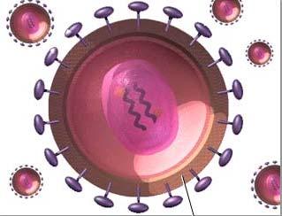 VIH. Características Virus ARN, de tira sencilla, diploide Simetría