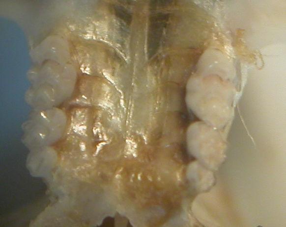 La fosa pospalatina alcanza a la mitad del primer molar DETERMINACIÓN DEL SEXO Ambos sexos tienen un aspecto externo similar.