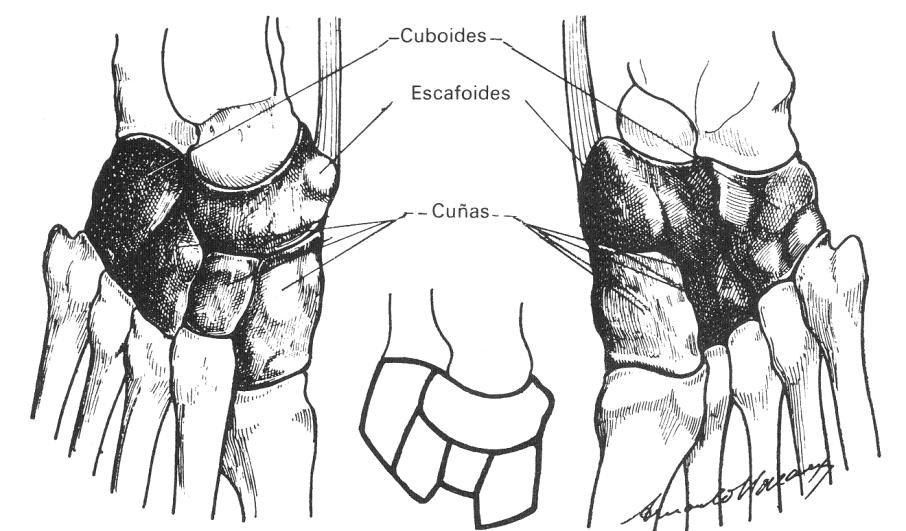 Tarso (ossa tarsi) Fila anterior Cuboides (os cuboides) Tiene forma triangular prismática en forma de cuña cuya arista situada en el borde externo del pie es roma. Se compone de seis caras.