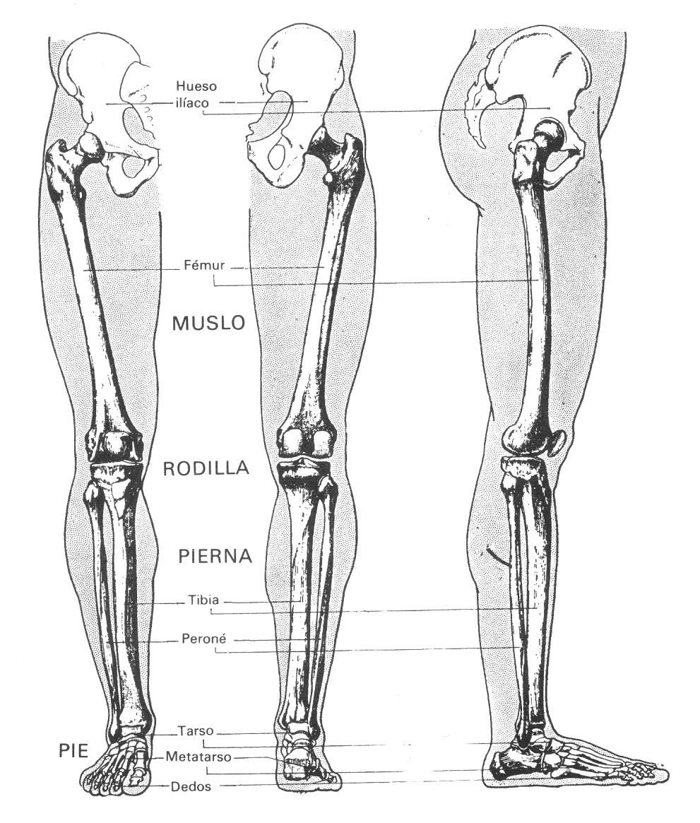 Miembro inferior o pélvico Se divide en dos partes, pelvis o cintura pelviana, y extremidad libre, compuesta esta por el muslo, la pierna y el pie.