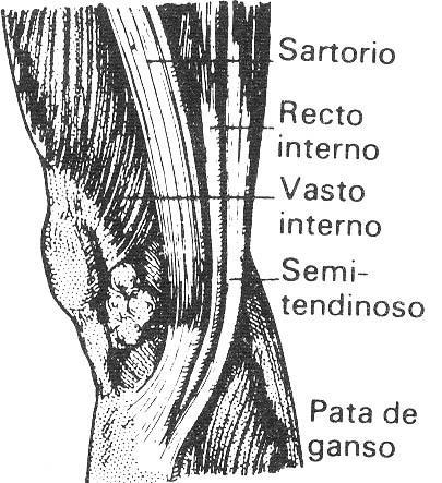 Músculos de la pierna