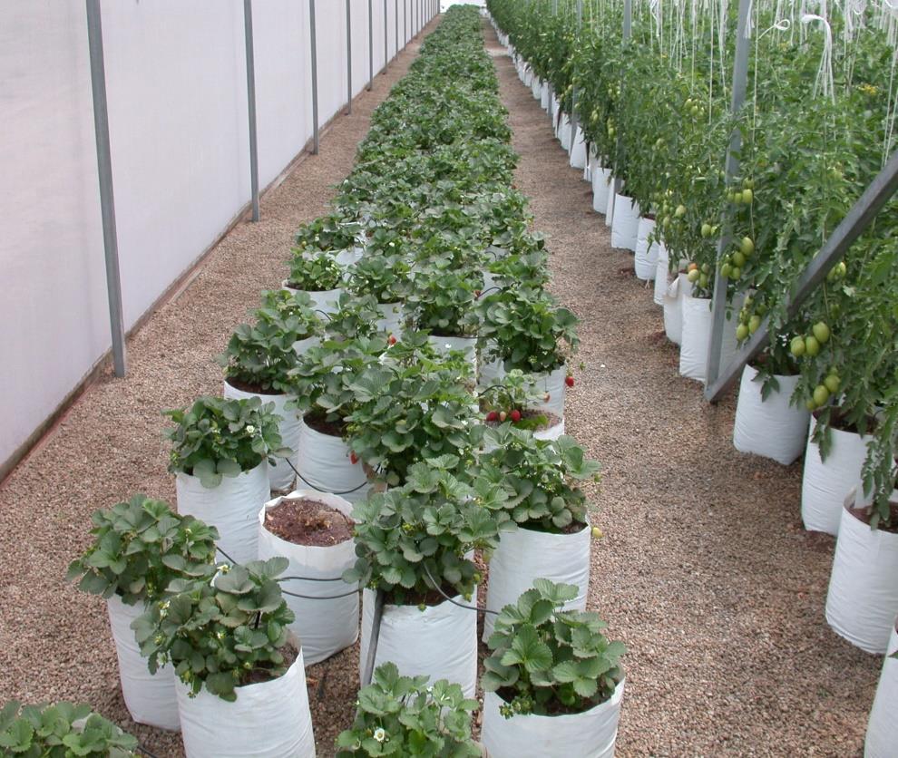 Para optimizar la nutrición de las plantas bajo el sistema de fertirrigación, se deben