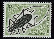 Coleoptera : Cerambycidae : Macrochenus