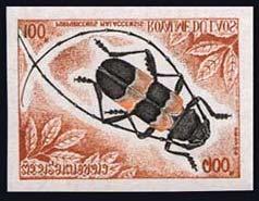 C119) Coleoptera : Cerambycidae : Diastocera