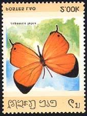 Lepidoptera : Pieridae :