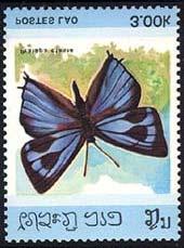 Lepidoptera :