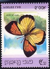 Lepidoptera : Pieridae : Ixias