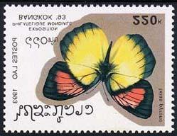 Lepidoptera : Papilionidae : Papilio