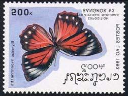 Lepidoptera : Nymphalidae : Danainae :