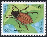 Coleoptera : Scarabaeidae : Melolonthinae : Melolontha