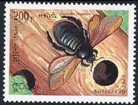 Orthoptera : Tettigoniidae : Tettigonia viridissima.