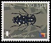 Cerambycidae Coleoptera :
