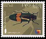 mniszechii Coleoptera :