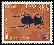 sp. Coleoptera :  saundersii