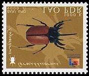 Coleoptera : mismas especies pero en posiciones diferentes : Coleoptera : Chrysomelidae : Sagra femorata + Coleoptera : Cerambycidae + Coleoptera : Buprestidae : Chrysochroa mniszechii +