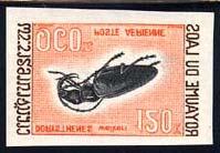 Cerambycidae : Aristobia