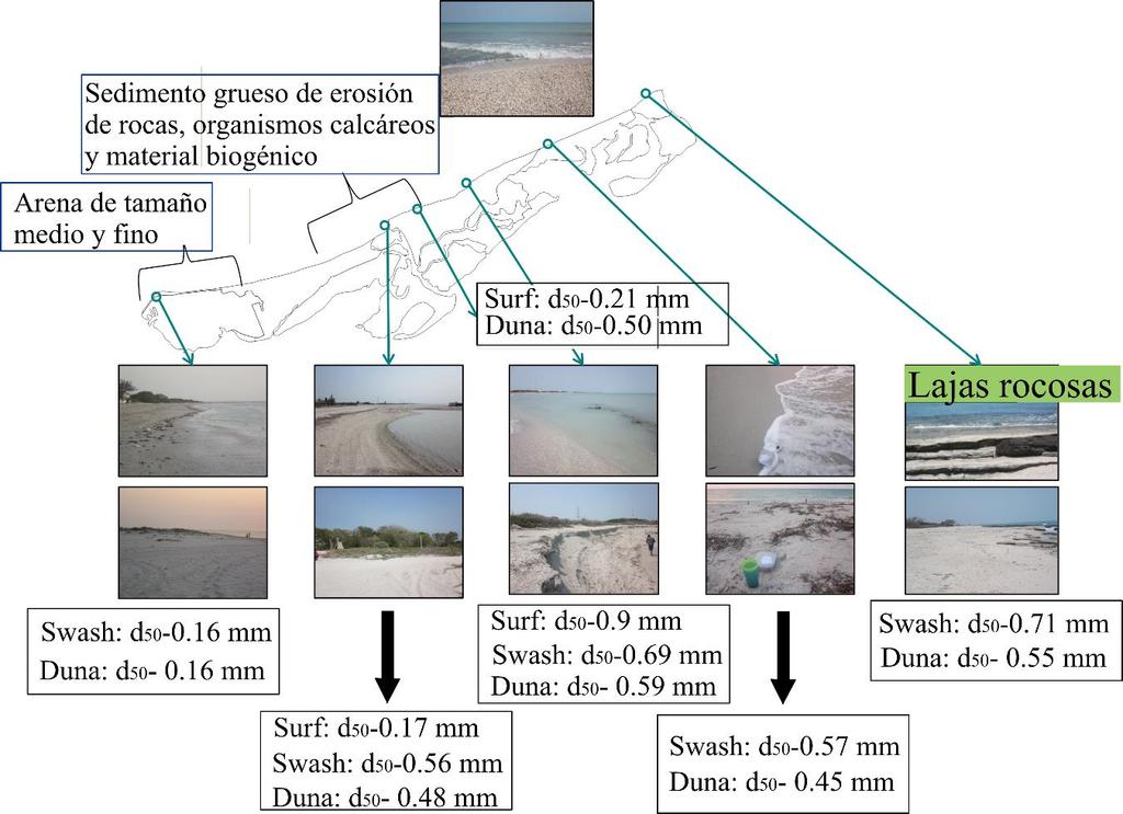 Figura X.23. Tamaño medio de sedimento d50 en la playa de Isla del Carmen. El análisis del flujo de sedimentos, obtenido de datos tomados en campo en 2006 (Márquez et al.